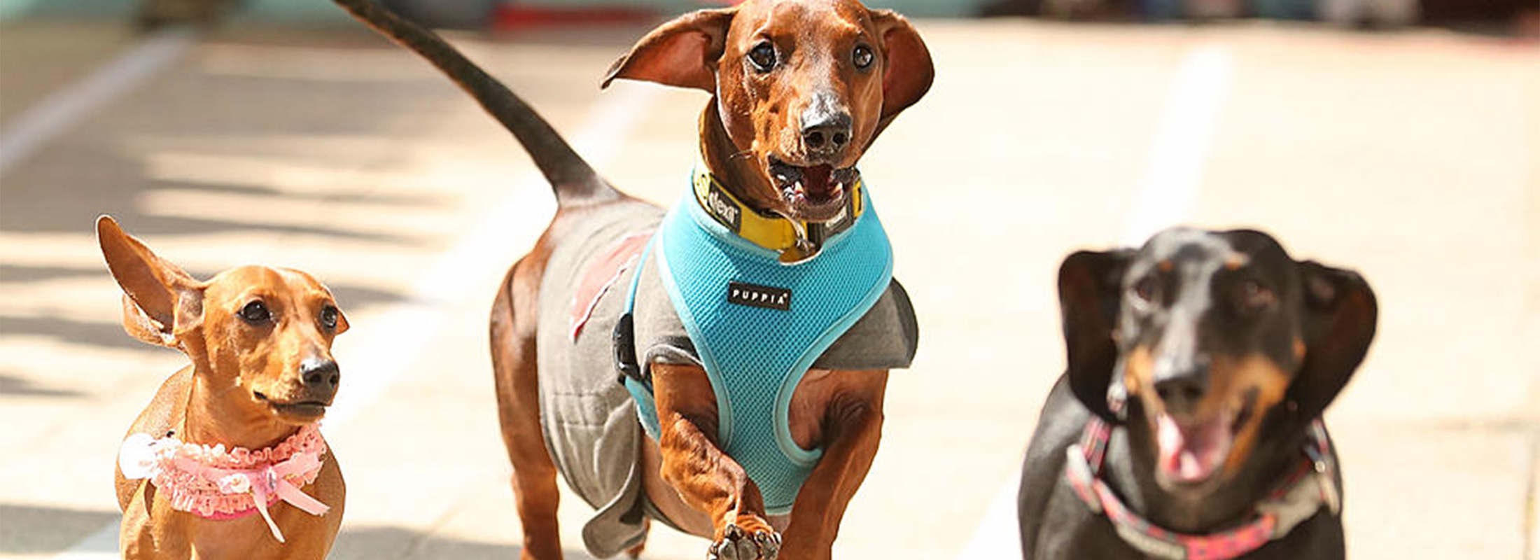 Wiener Dog Races return to the 2022 race meet at Ellis Park!
