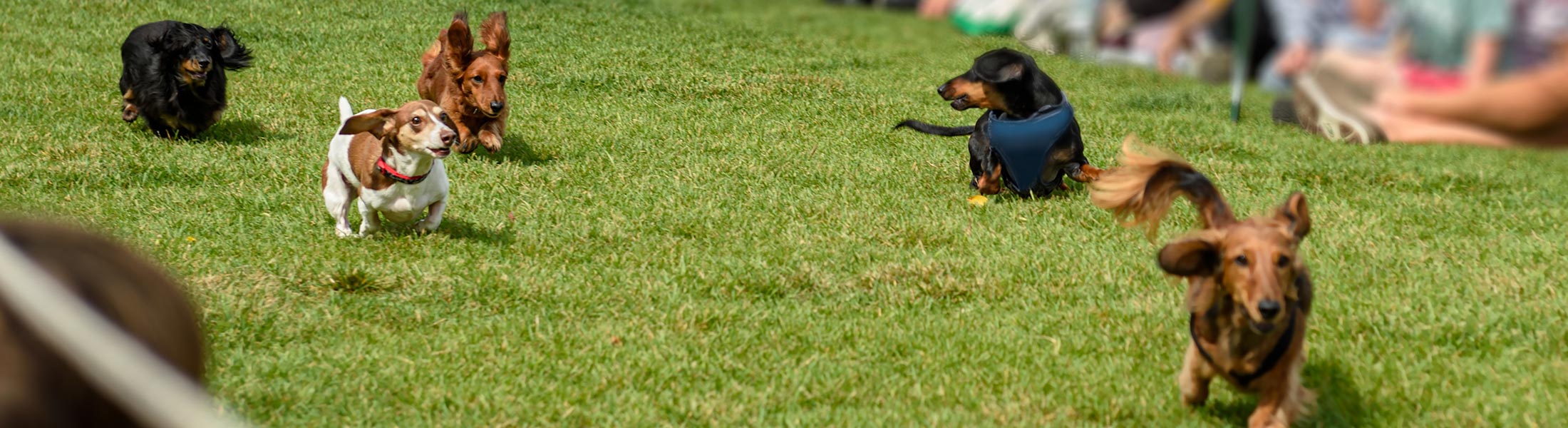 Photo of wiener dogs racing