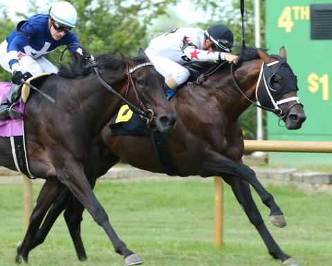 Factor This won last year's Kentucky Downs Preview Turf Cup over Botswana. Coady Photography