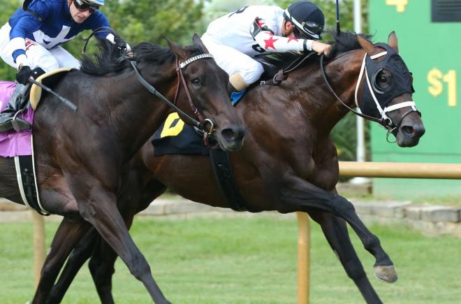 Factor This won last year's Kentucky Downs Preview Turf Cup over Botswana. Coady Photography